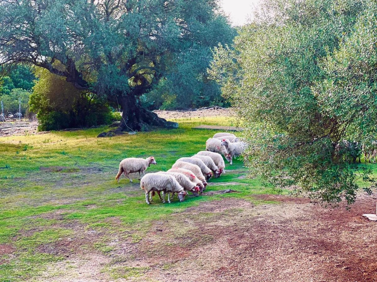 Agriturismo Conca' e Janas Dorgali Exterior foto